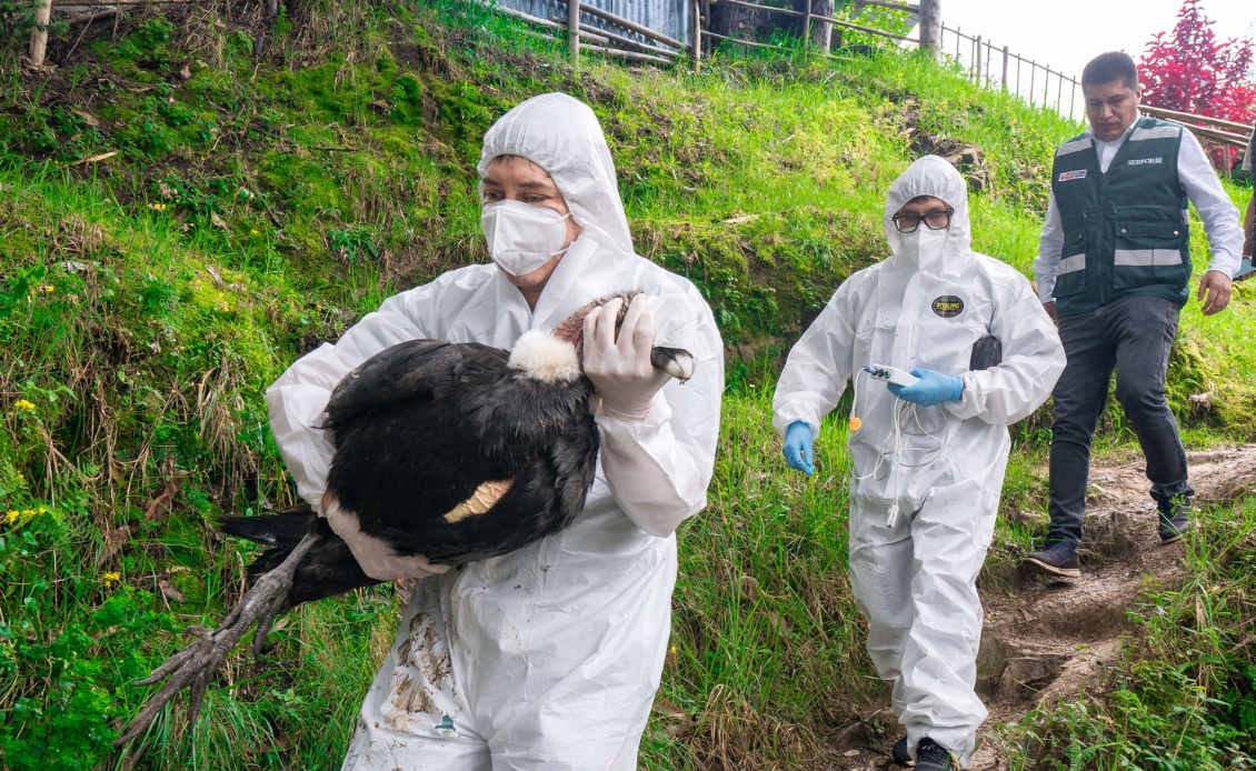 CÓNDOR ANDINO RESCATADO EN ANTABAMBA ESTÁ CERCA DE VOLVER A SU HÁBITAT